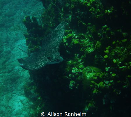Enormous Spotted Eagle Ray! by Alison Ranheim 