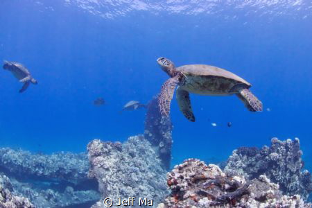 Turtle Cleaning Station.  Mala Pier, Maui, HI by Jeff Ma 