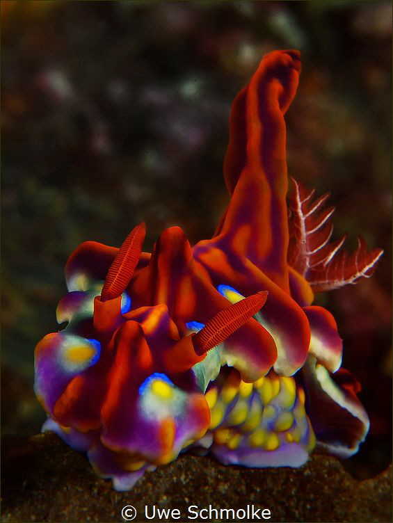 Miamira magnifica by Uwe Schmolke 