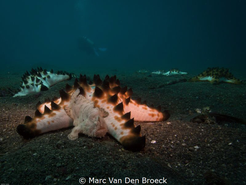 lembeh sight by Marc Van Den Broeck 