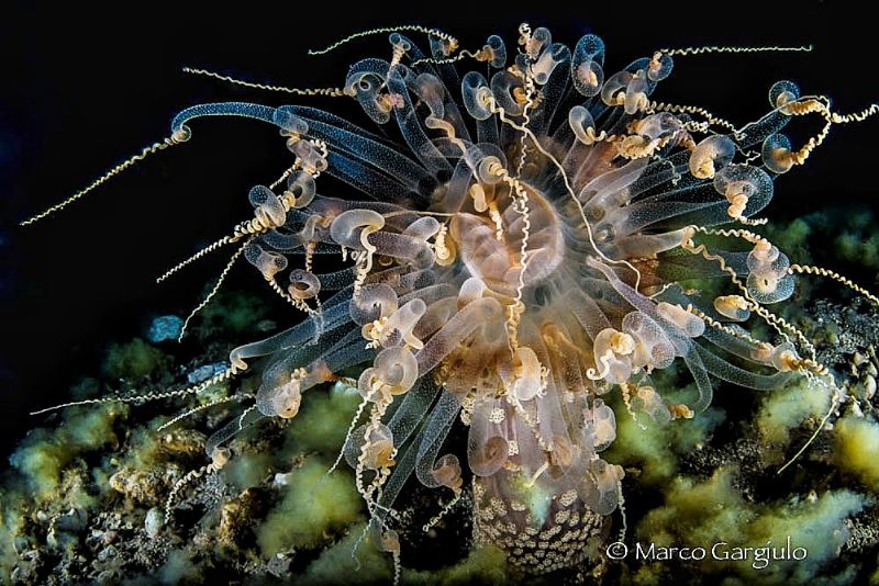 Alicia mirabilis, night dive by Marco Gargiulo 
