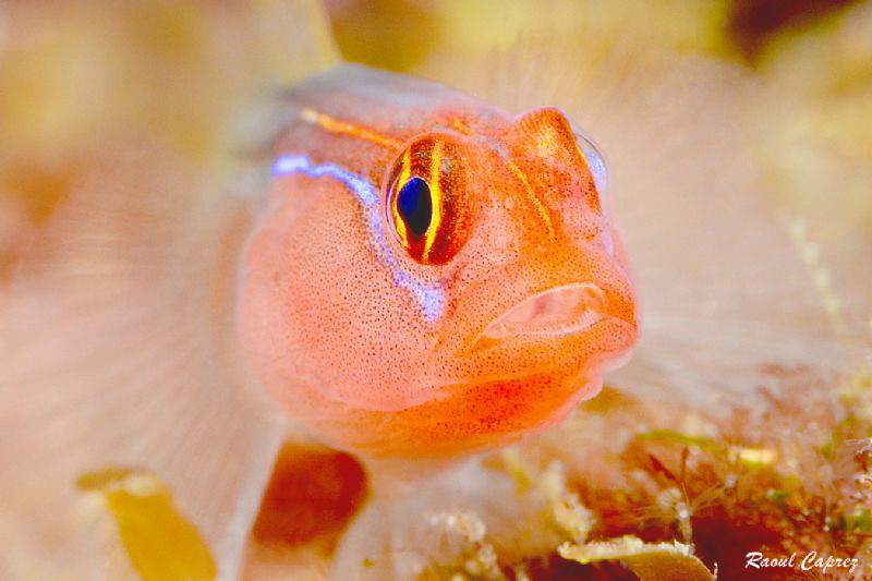 Red tiny face to face by Raoul Caprez 