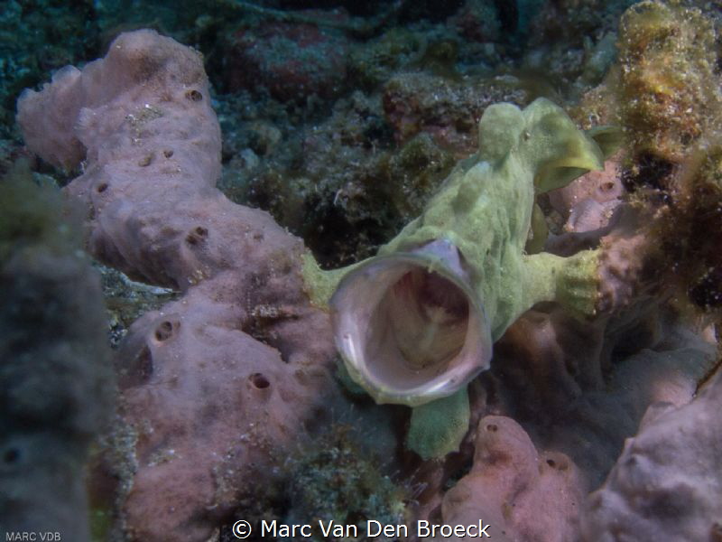 big mouth by Marc Van Den Broeck 