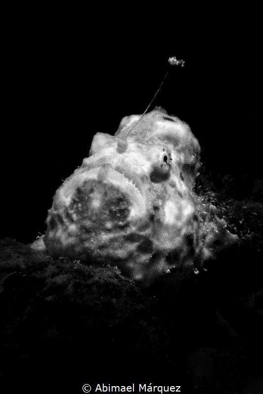 Frogfish by Abimael Márquez 