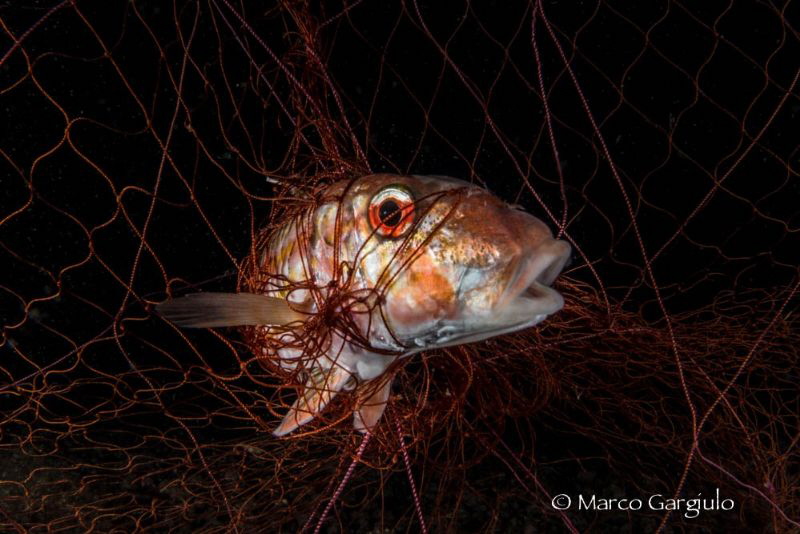 In the net by Marco Gargiulo 