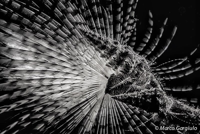 Pagurians in BW by Marco Gargiulo 