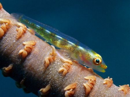 Bleeny/Coral- Great Barrier Reef. c5060 Light and Motion-... by Joshua Miles 