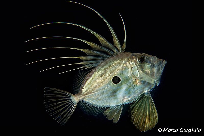 John dory, night dive by Marco Gargiulo 
