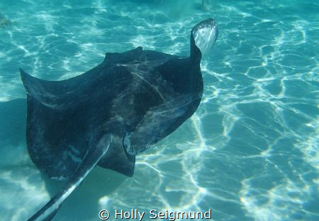 Taken at Stingray City off Grand Cayman Island. by Holly Seigmund 
