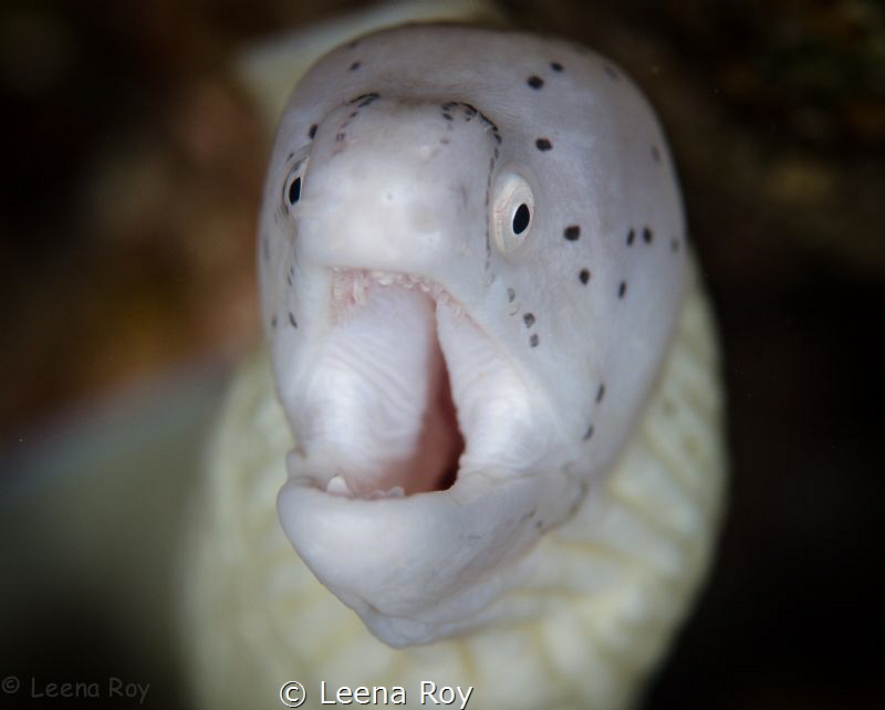 Eel by Leena Roy 