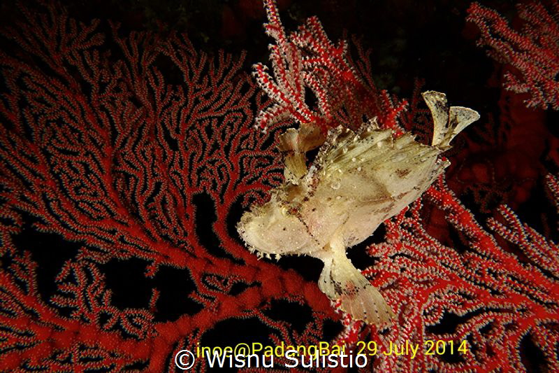 Taken at padang bai, bali indonesia by Wisnu Sulistio 