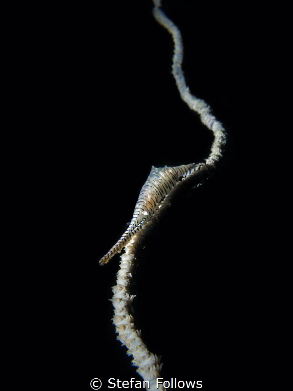 I'm An Upstart ... Sawblade Shrimp - Tozeuma armatum. Sai... by Stefan Follows 