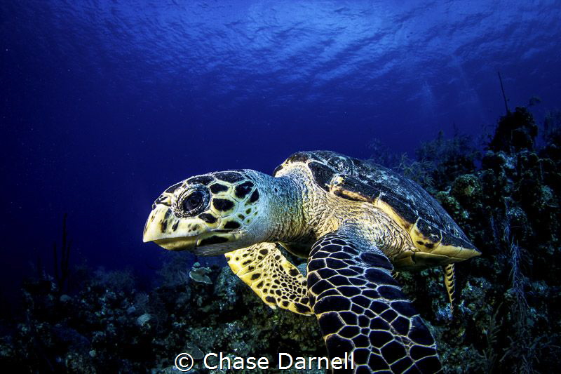 "Serious Face"
West Wall, Grand Cayman by Chase Darnell 