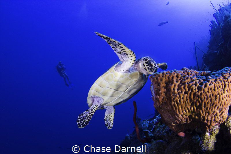 Diver observing a Hawksbill eat from the blue! 
North Wa... by Chase Darnell 