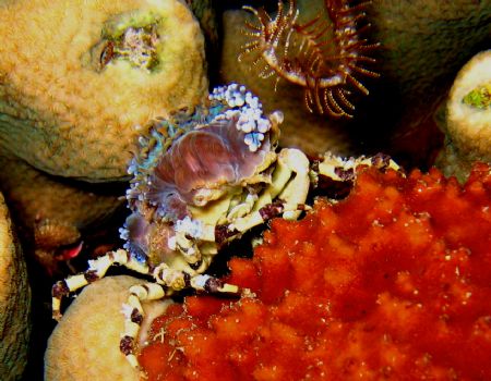 Carneval at the Reef Wakatobi 2005 by Beate Krebs 