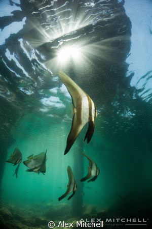 Jewels below Paradise Pier by Alex Mitchell 