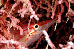 Hawkfish. D70, 105mm.
Kapalai, Sabah, Malaysia by Frankie Tsen 