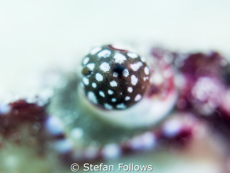 "In a time of universal deceit - telling the truth is a r... by Stefan Follows 