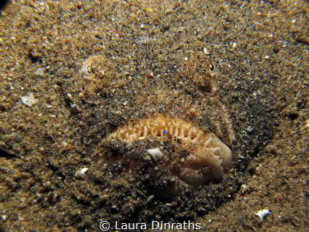 Whitemargin stargazer buried under sand at night by Laura Dinraths 