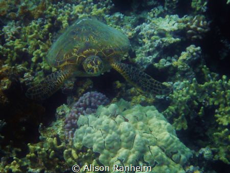 "Maybe they won't see me"... by Alison Ranheim 