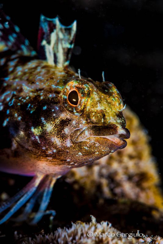 Triplefin blenny by Marco Gargiulo 