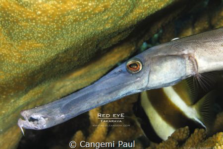 Trumpet fish portrait, Fakarava by Cangemi Paul 