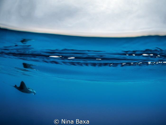 On Cue - a special surprise drifted into shot as I was se... by Nina Baxa 
