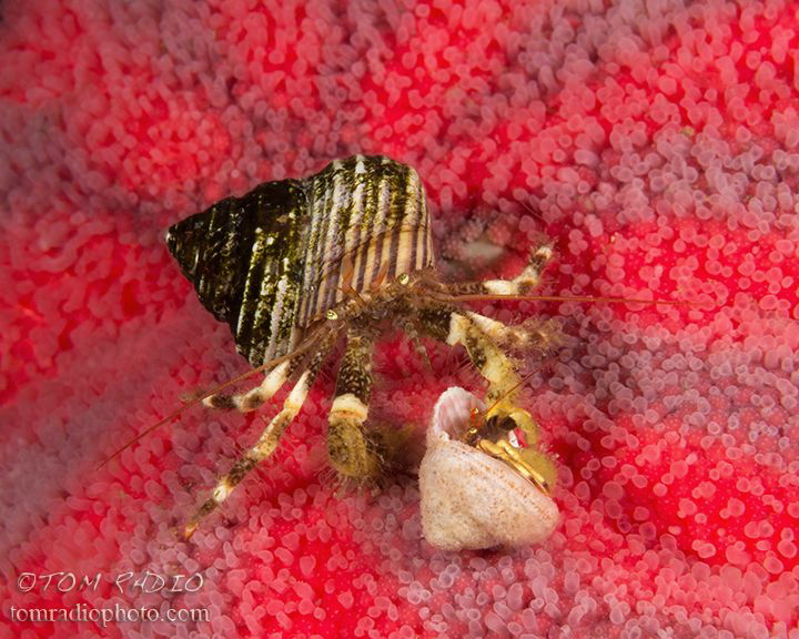 Hermit crabs on a striped sun star
Puget Sound, WA, U.S.A. by Tom Radio 