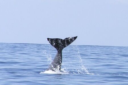 Sperm whale going down! by David Abecasis 