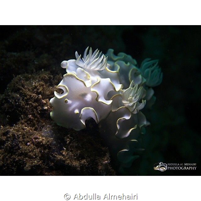 Nudibranch by Abdulla Almehairi 