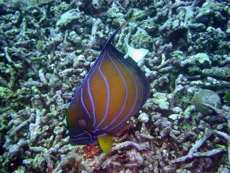Angel Fish searching for food on Bermese Border. Dynamite... by Ryan Stafford 