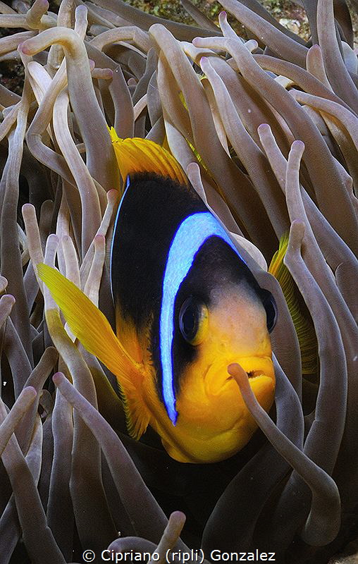 Red sea clown by Cipriano (ripli) Gonzalez 