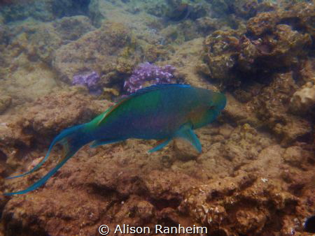 Parrotfish, Ahihi Cove, Maui by Alison Ranheim 