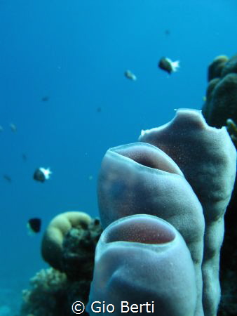 During daily dive Fanus west - sponges - Canon Powershot ... by Gio Berti 