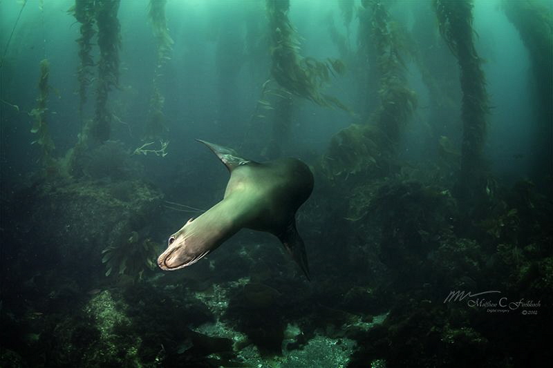 San Clemente Island resident. by Matthew Fischbach 
