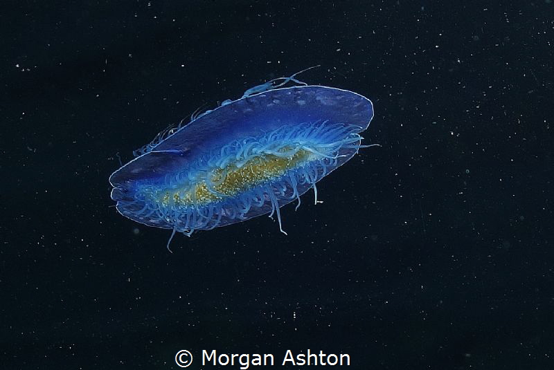 Velella velella from Below. I was stuck on the surface wa... by Morgan Ashton 