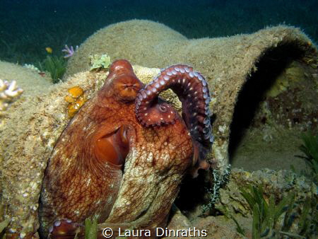 Reef octopus cleaning itself with its tentacle like a cat by Laura Dinraths 