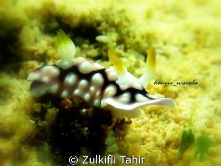 nudibranch by Zulkifli Tahir 