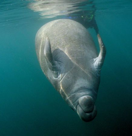 Playful manatee 
Camera olympus c-5050,ikelite housing, ... by Ray Eccleston 