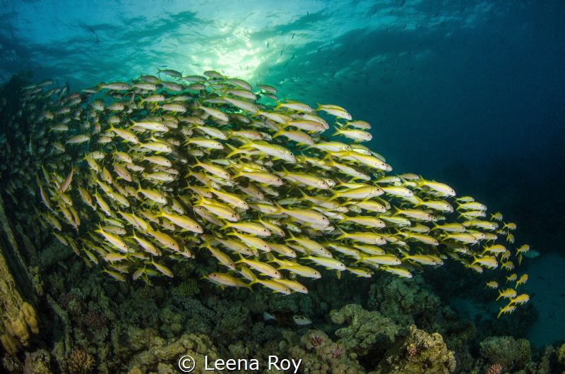 Goatfish shoal at sunset by Leena Roy 