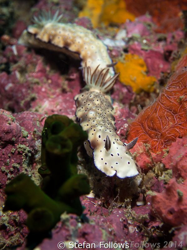 Two's Company ... Nudibranch - Hypselodoris tryoni. Sail ... by Stefan Follows 