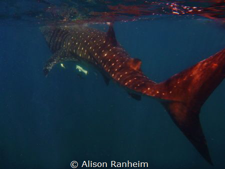 Near Isla Contoy, Yucatan Peninsula.  This Whale Shark wa... by Alison Ranheim 