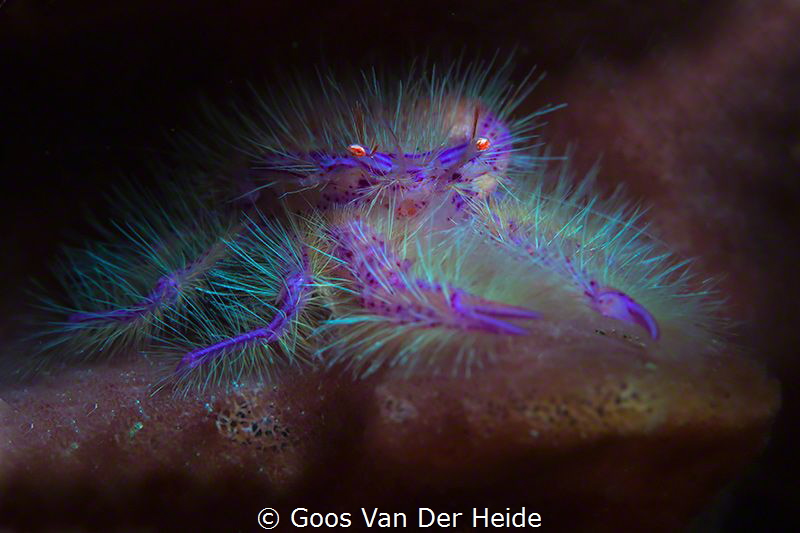 Pink Squat Lobster in a barrel-sponge by Goos Van Der Heide 