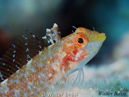 Trypterigion delaisi
 by Walter Bassi 