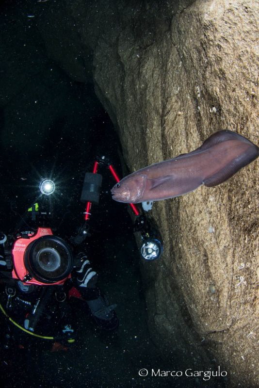 Arturo in the cave with Oligopus ater by Marco Gargiulo 