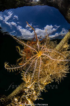 [:b:]MedSea[:/B:] by Francesco Pacienza 