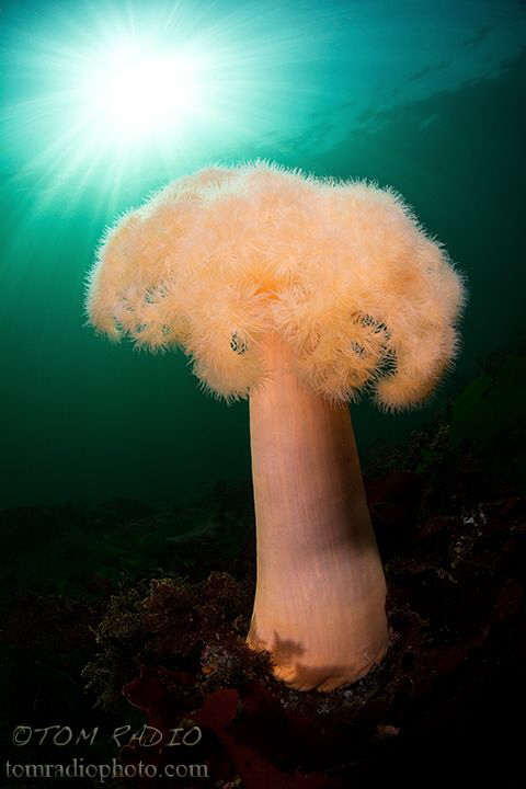 Plumose Anemone
Puget Sound, WA, U.S.A. by Tom Radio 