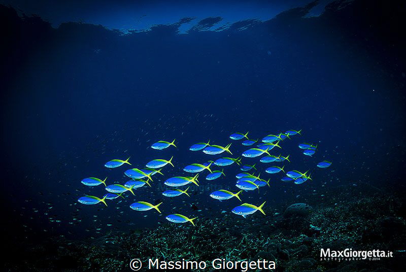 the group by Massimo Giorgetta 