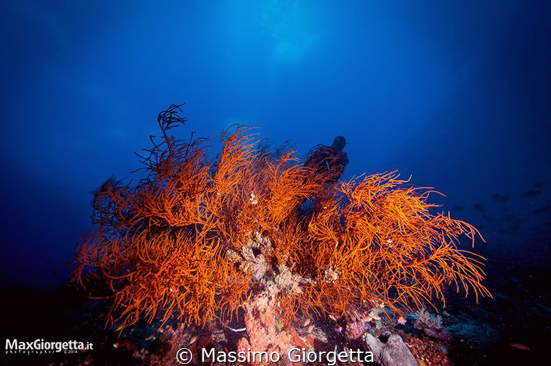 red coral by Massimo Giorgetta 