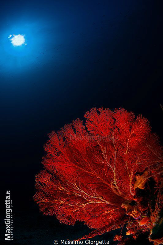 red prospective by Massimo Giorgetta 